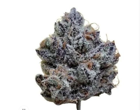 NEW! Crazy 88 Strain THCA Exotic